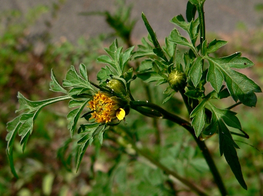 {Bidens bipinnata}